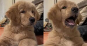 Golden Retriever spaventa la proprietaria imparando ad abbaiare durante una discussione (VIDEO)