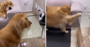 Golden Retriever scopre di essere filmato e protesta davanti la telecamera (VIDEO)