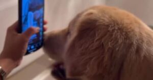 Golden Retriever diventa virale quando chiede il telefono per guardare i video (VIDEO)
