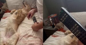 Golden Retriever usa una tattica geniale per sfuggire dai rimproveri dopo aver distrutto il telecomando (VIDEO)