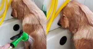 Golden Retriever non si adegua alla fine della vacanza e appare triste in un filmato (VIDEO)