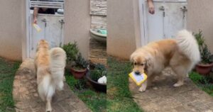 Google il Golden Retriever ha imparato a ritirare i pacchi per il tutor (VIDEO)