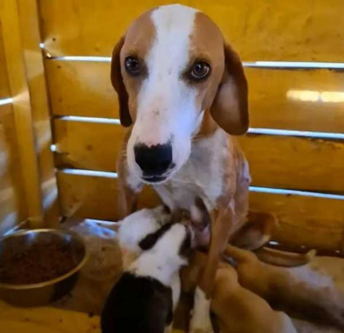 mamma cane e piccoli