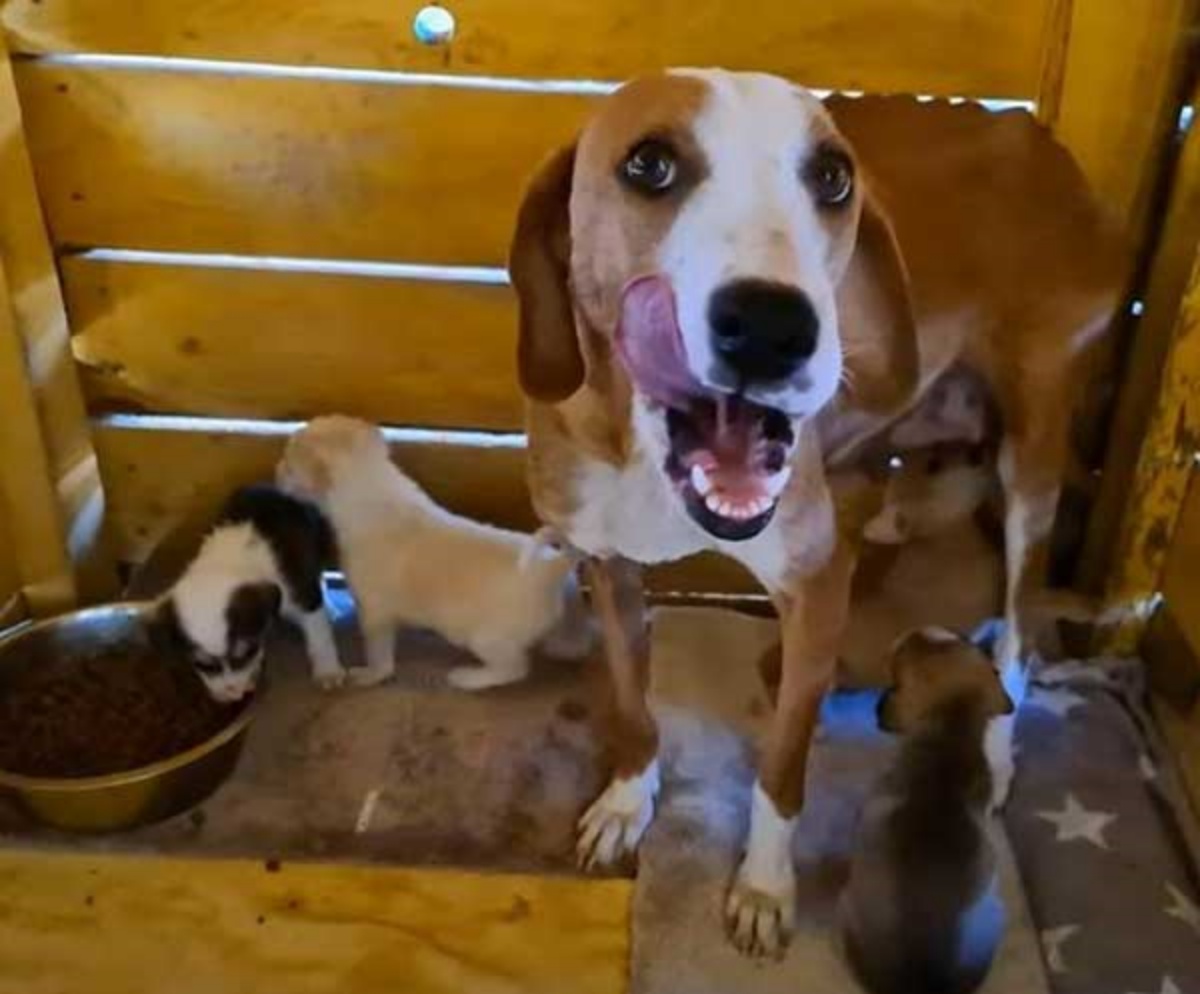 cagnolina e cuccioli