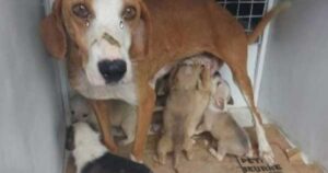 Cagnolina ha fatto il possibile per salvare i suoi cuccioli, finalmente è al sicuro (VIDEO)