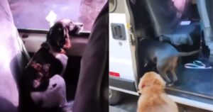 I cuccioli rispondono alla chiamata per salire sul pullman: più disciplinati dei scolaretti! (VIDEO)