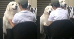 I due Golden Retriever abbracciano il loro umano e il video ruba il cuore a tutti (VIDEO)