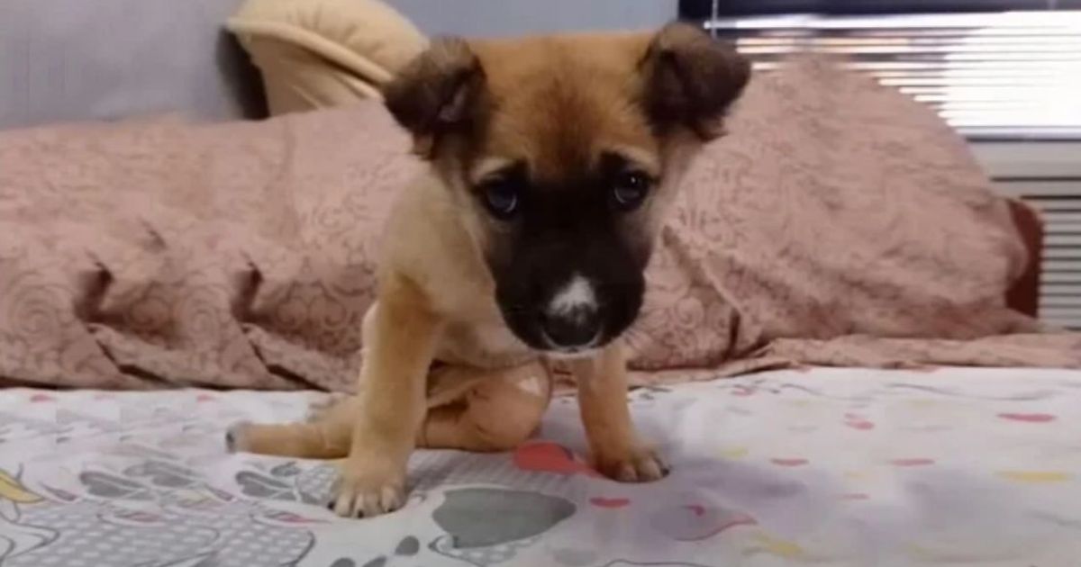 Cagnolina sul letto