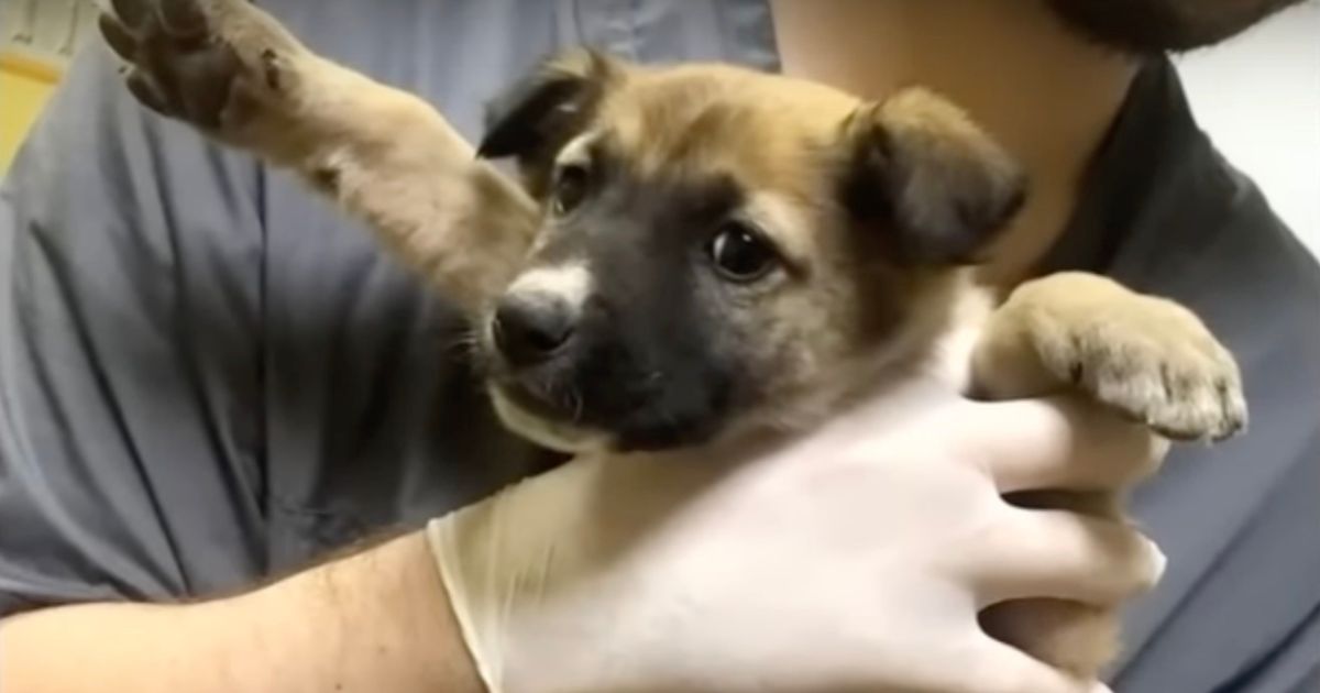 Cagnolina dal veterinario