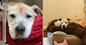 Proprietari restituiscono cagnolina dopo 12 anni: una nuova famiglia lo adotta e il cane trascorre con loro i giorni migliori della sua vita