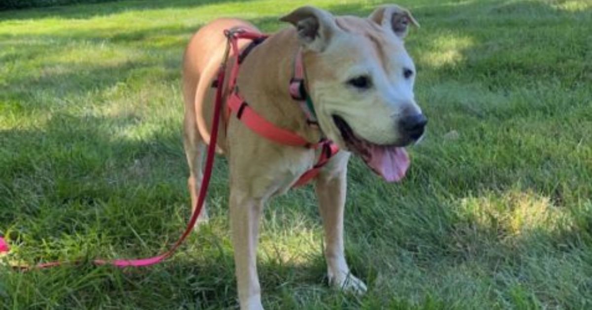 Cagnolina al guinzaglio