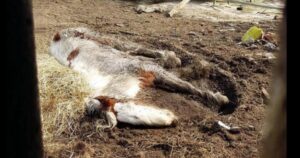 I soccorritori hanno aiutato una cavalla trascurata sul punto di morte a riprendersi (VIDEO)