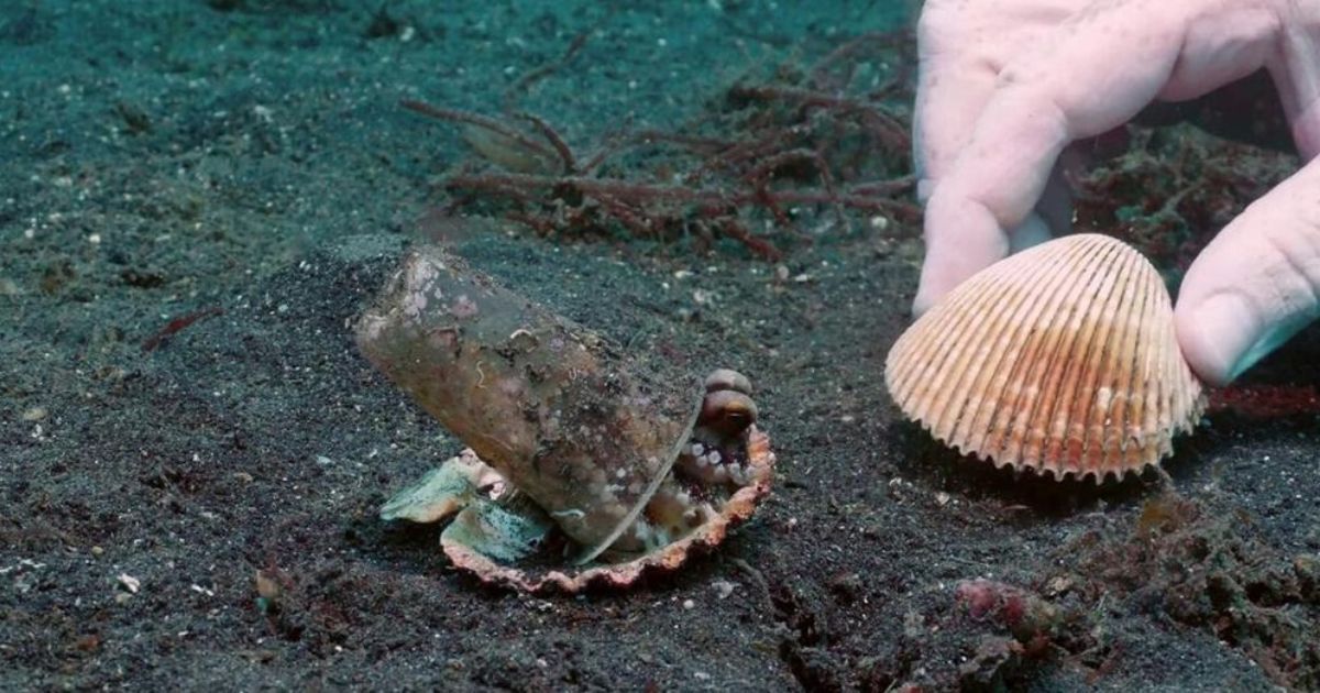 Polpo del cocco in acqua