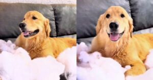 Golden Retriever distrugge il divano e chiede aiuto alla sua amica (VIDEO)