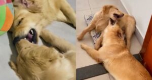 Il Golden Retriever diventa triste quando capisce che deve lasciare suo cugino (VIDEO)