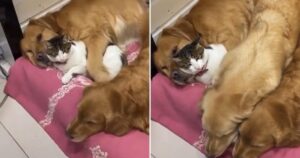 Il Golden Retriever schiaccia il gatto pur di dormire accanto a lui (VIDEO)