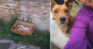 Cagnolino abbandonato in una scatola di cartone, ha una seconda possibilità dalla vita (VIDEO)