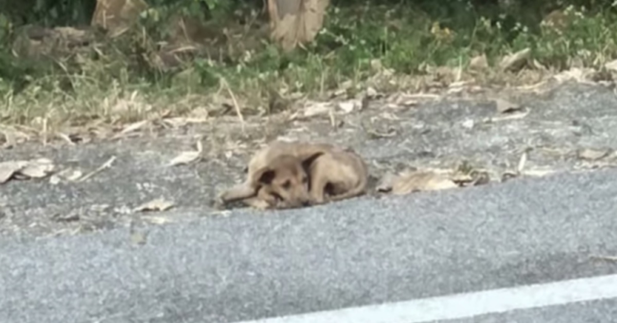 cagnolino abbandonato