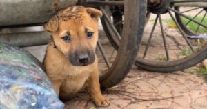 Cucciolo abbandonato in una discarica ha lottato tanto per sopravvivere, ma si stava lasciando andare