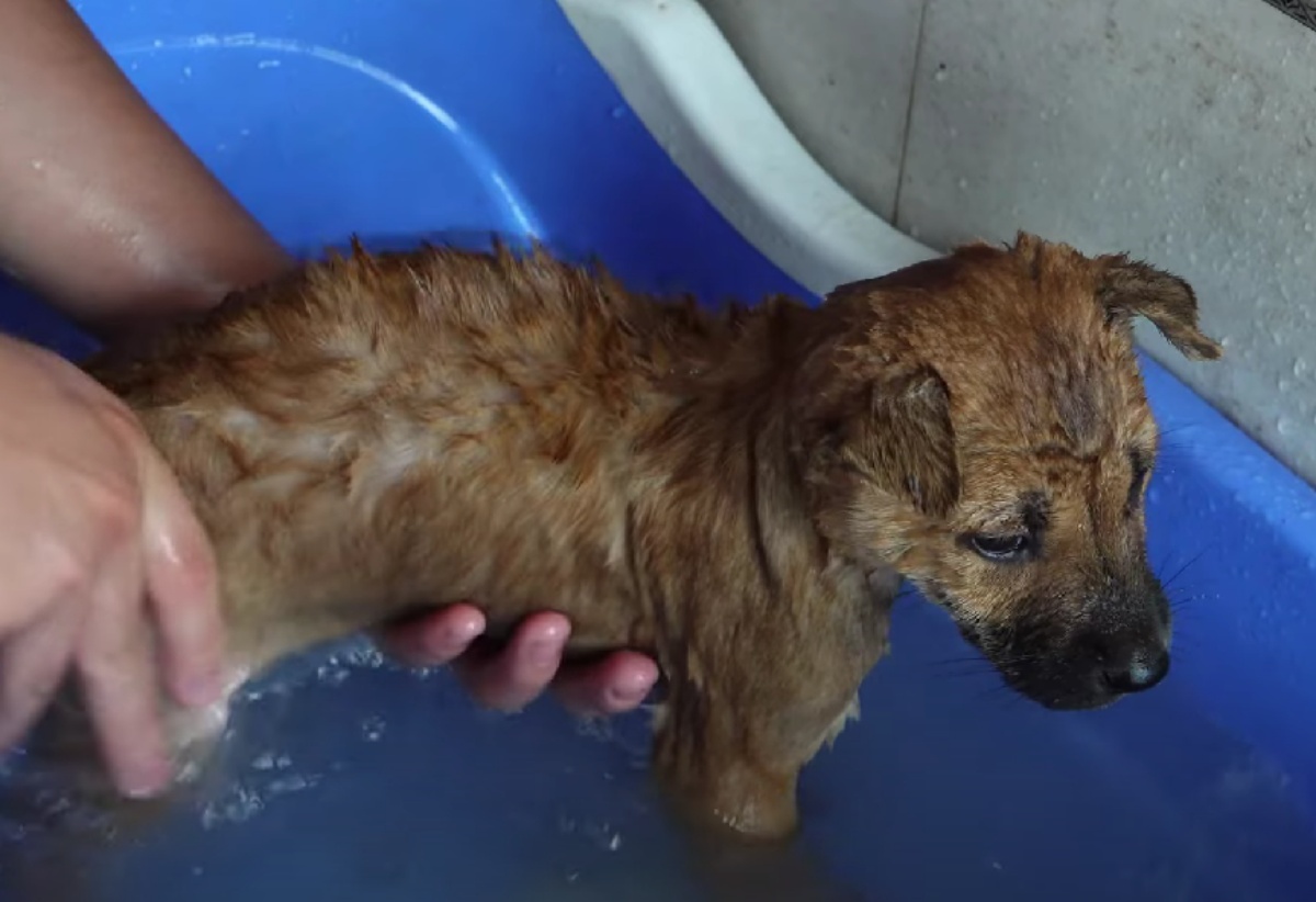 bagnetto al cane