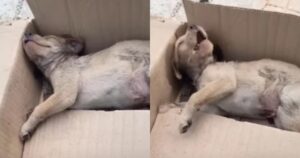 Il cucciolo abbandonato in una scatola cercava solo un aiuto ed ha trovato la persona giusta (VIDEO)