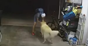 Il ladro di bicicletta si ferma durante il furto per accarezzare il Golden Retriever (VIDEO)