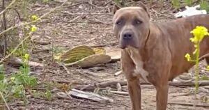 Il padrone le ha tagliato le orecchie, ma nel cuore di questa Pit Bull c’è solo posto per l’amore (VIDEO)