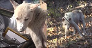 La cagnolina abbandonata percorreva 30 km al giorno, ma perché? (VIDEO)