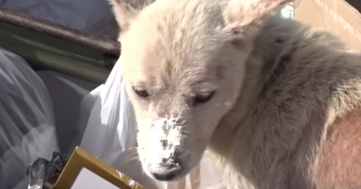 Primo piano mamma cane