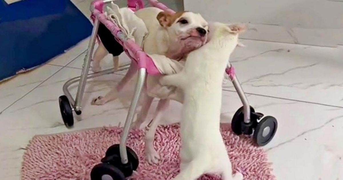 Gatto saluta cane paralizzato