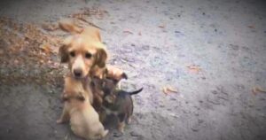 La piccola mamma ha lottato con tutte le sue forze per far sopravvivere i suoi cuccioli: l’hanno abbandonata in mezzo al nulla (VIDEO)