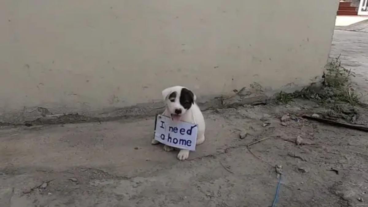 cagnolino abbandonato