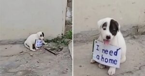 La storia del cucciolo trovato in strada con un cartello legato al collo