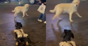 Il Labrador Retriever spaventato incontra un cane robot e la sua reazione diverte il web (VIDEO)
