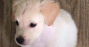 Cucciolo di Labrador Retriever ha una reazione inaspettata quando sente il suono del frullatore (VIDEO)