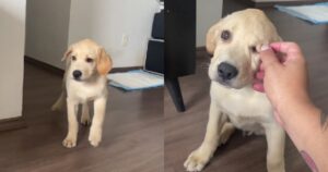 Labrador Retriever piange quando riceve un rimprovero dal suo proprietario (VIDEO)