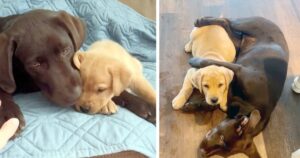 Labrador soffre di ansia e viene affiancato da un cucciolo che lo supporta