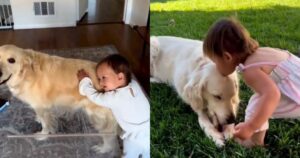 L’amicizia tra il Golden Retriever e la sorellina umana, scioglie i cuori di tutti (VIDEO)