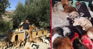 Lascia il lavoro per dedicarsi agli animali randagi: ora ha un rifugio (VIDEO)