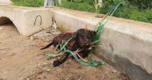 Lo hanno abbandonato e legato ad un ponte e questo povero cane aspettava solo di essere salvato