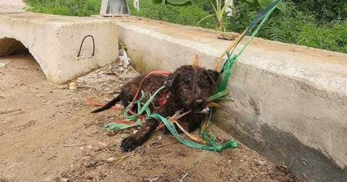 cane legato ad un ponte