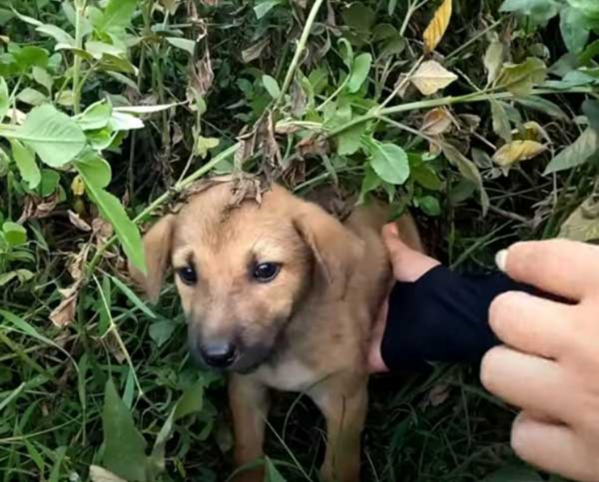 cucciolo abbandonato