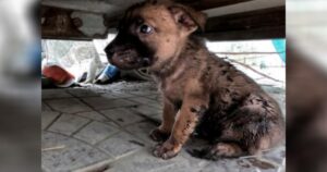 Lucky, il cucciolo che è stato abbandonato in mezzo ad una strada trafficata
