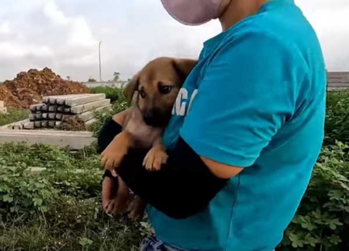 cagnolino e uomo