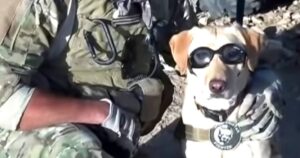 Labrador incontra il soldato con il quale ha combattuto in guerra: la reazione è commovente (VIDEO)