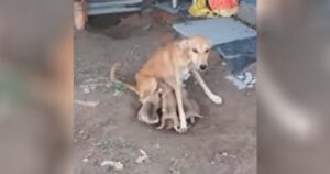 Malnutrita e senza aiuto, cagnolina chiede aiuto per essere addotta mentre continua a nutrire i suoi 6 figli