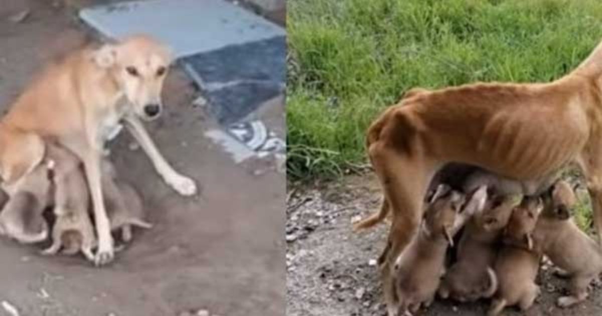 Cagnolina allatta cuccioli