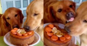 Mamma Golden Retriever si arrabbia per il comportamento del figlio e reagisce (VIDEO)