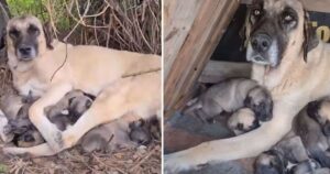Mamma cane e i suoi cuccioli sono sul punto di arrendersi: delle persone gentili riscriveranno il corso degli eventi (VIDEO)
