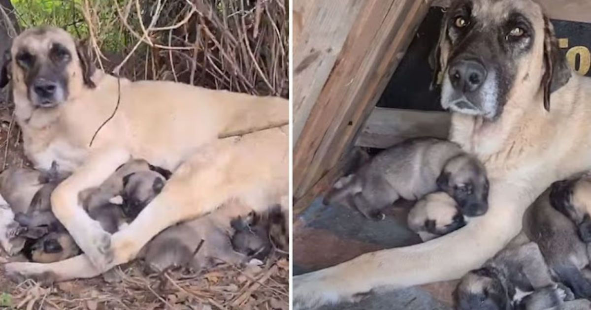 Mamma cane veglia sui cuccioli